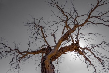 LDFY_DSC3316-1