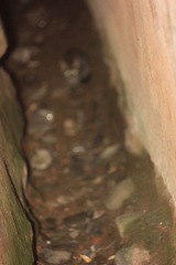 IMG_2526.JPG