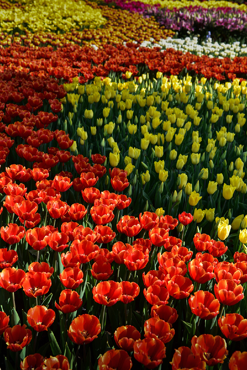 春天来了花开了