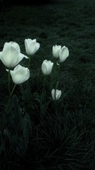 748100D6-6D10-4A3E-8593-49D146BC6F33/L0/001