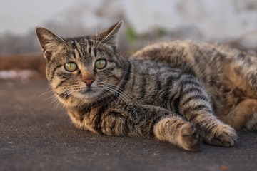45236