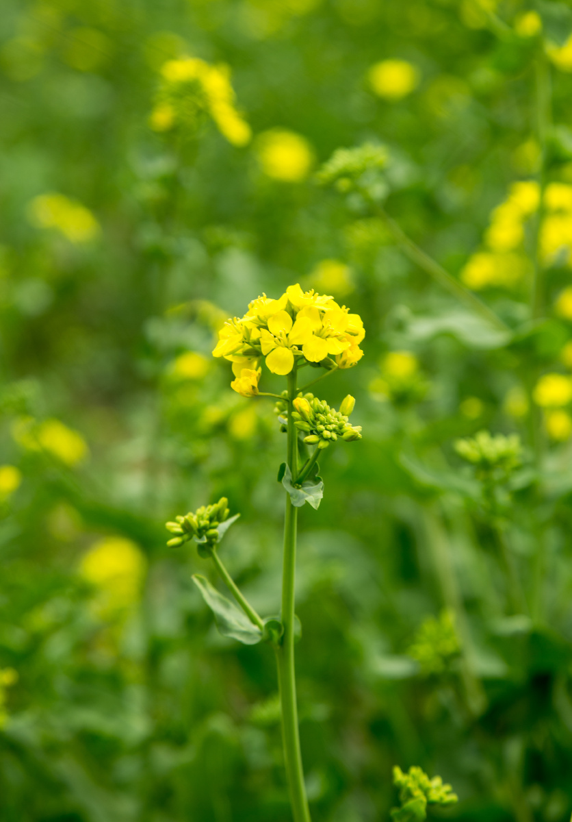 泡一壶茶春天从这里开始一阵清绿色的风一碗淡绿的茶刚有几分春色就