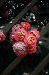 3CB963E3-A976-4363-957F-2B67E315A612/L0/001