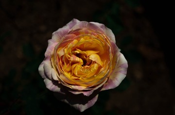 97F49499-67DD-4013-A225-A8C2D05E462A/L0/001