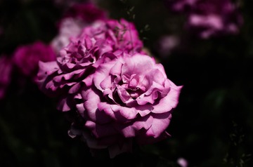 681ECECD-7FF3-4EE7-9D5D-566D6B505494/L0/001