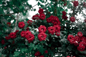 7644B9AF-7DC7-42D3-9A16-4186AC36B401/L0/001