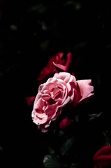 86E2A92E-CF0B-445B-B8C3-2BE1233B929F/L0/001