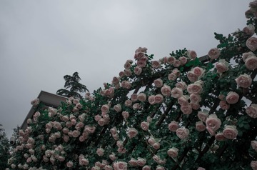 50F38972-8036-4EB9-8BE7-4A979E9D86FF/L0/001