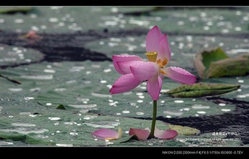 DSC_4113.jpg