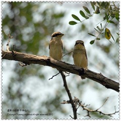 DSC_3915F.jpg