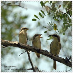 DSC_3923F.jpg