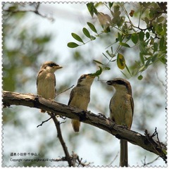 DSC_3929F.jpg