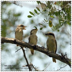 DSC_3933F.jpg
