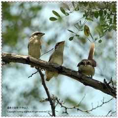 DSC_3937F.jpg