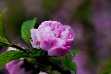DSC_5067.jpg