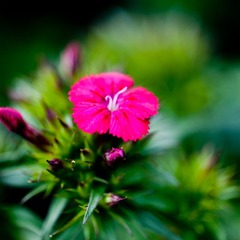 DSC_5085.jpg