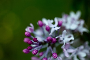 DSC_5095.jpg