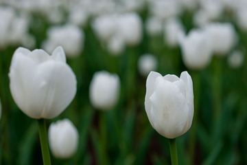 DSC_5133.jpg
