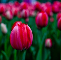 DSC_5137.jpg