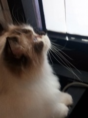 11276