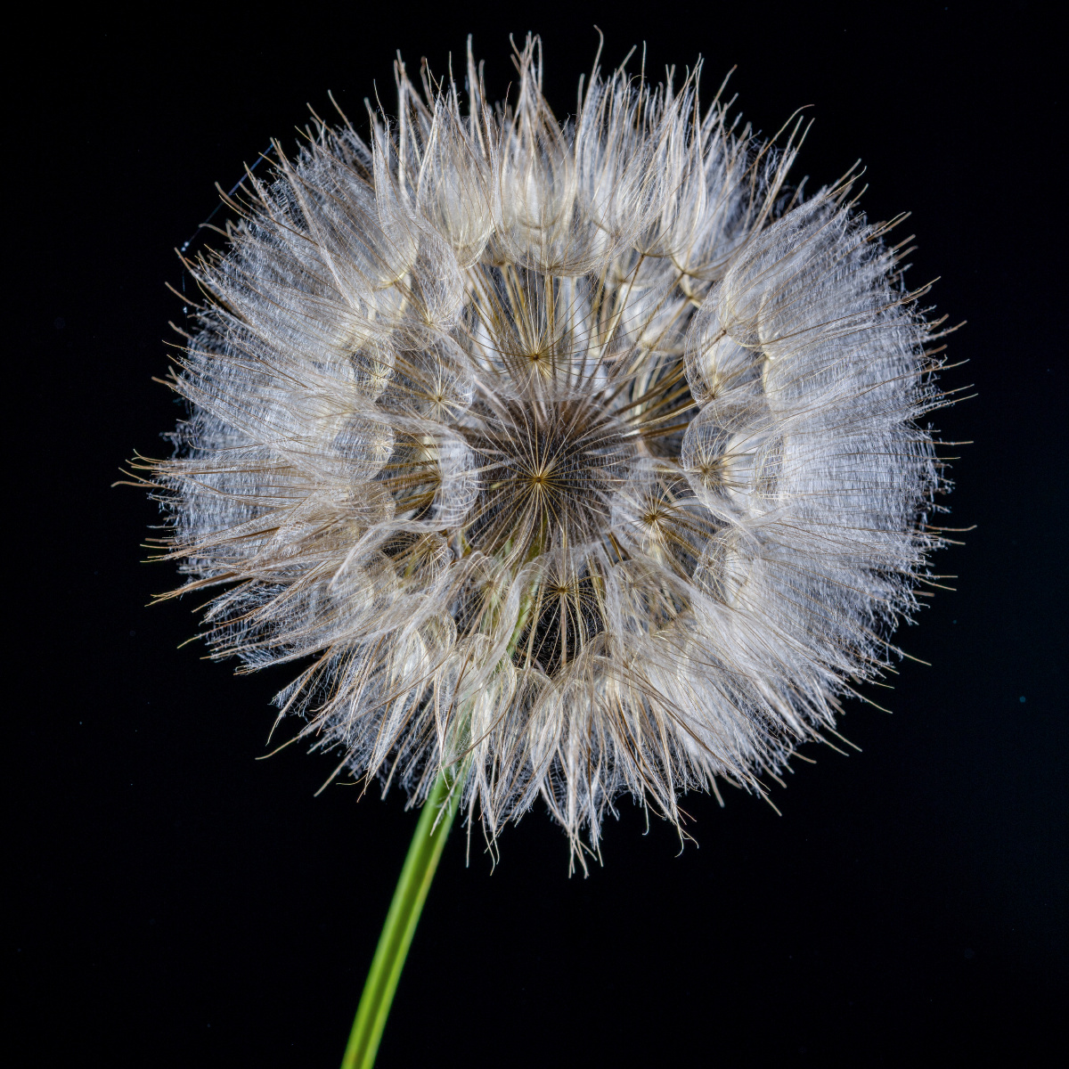 或许,这是你不曾见过的巨型蒲公英 - 俊儿chunyee - 图虫