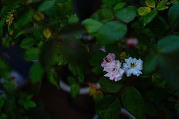 DSC07687