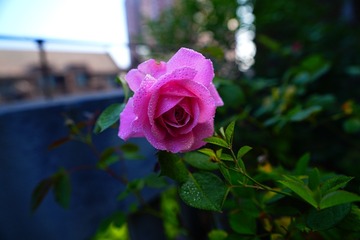 DSC07695