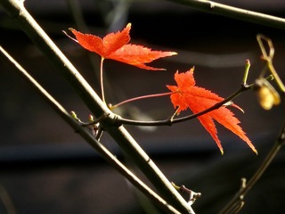 0A870F90-9C19-4F38-B379-67AF13C43D16/L0/001
