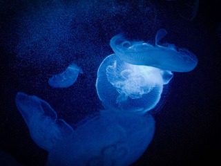 P1040409-编辑-编辑.jpg