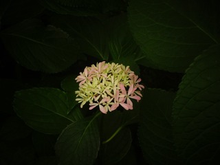 1000012371