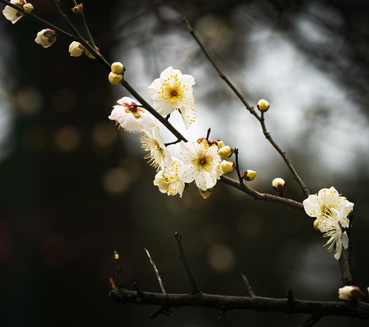 梅花- 清风阵阵 - 图虫