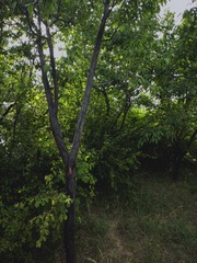 1000005517