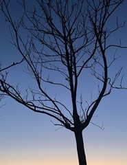 171852DF-5E74-45D0-90A7-E4D1CF8A244E/L0/001