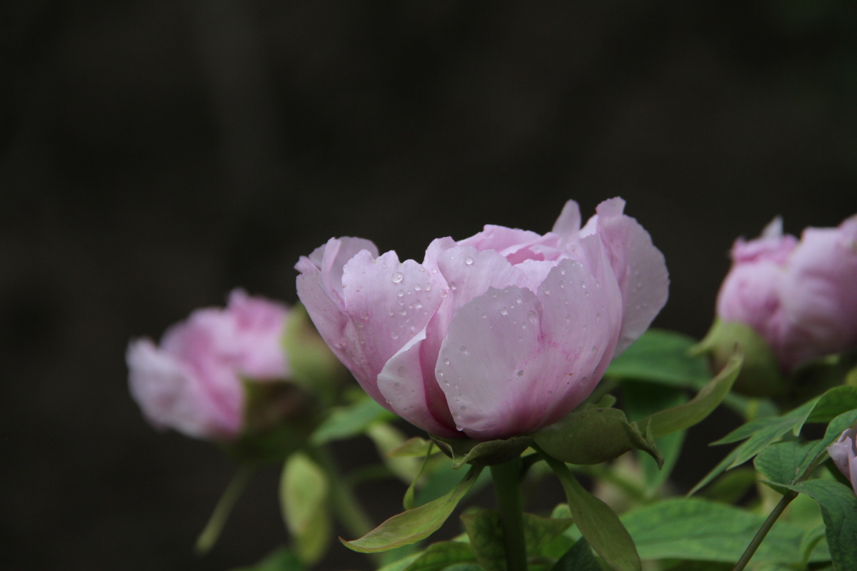 午夜牡丹 - 碧云天119 - 图虫