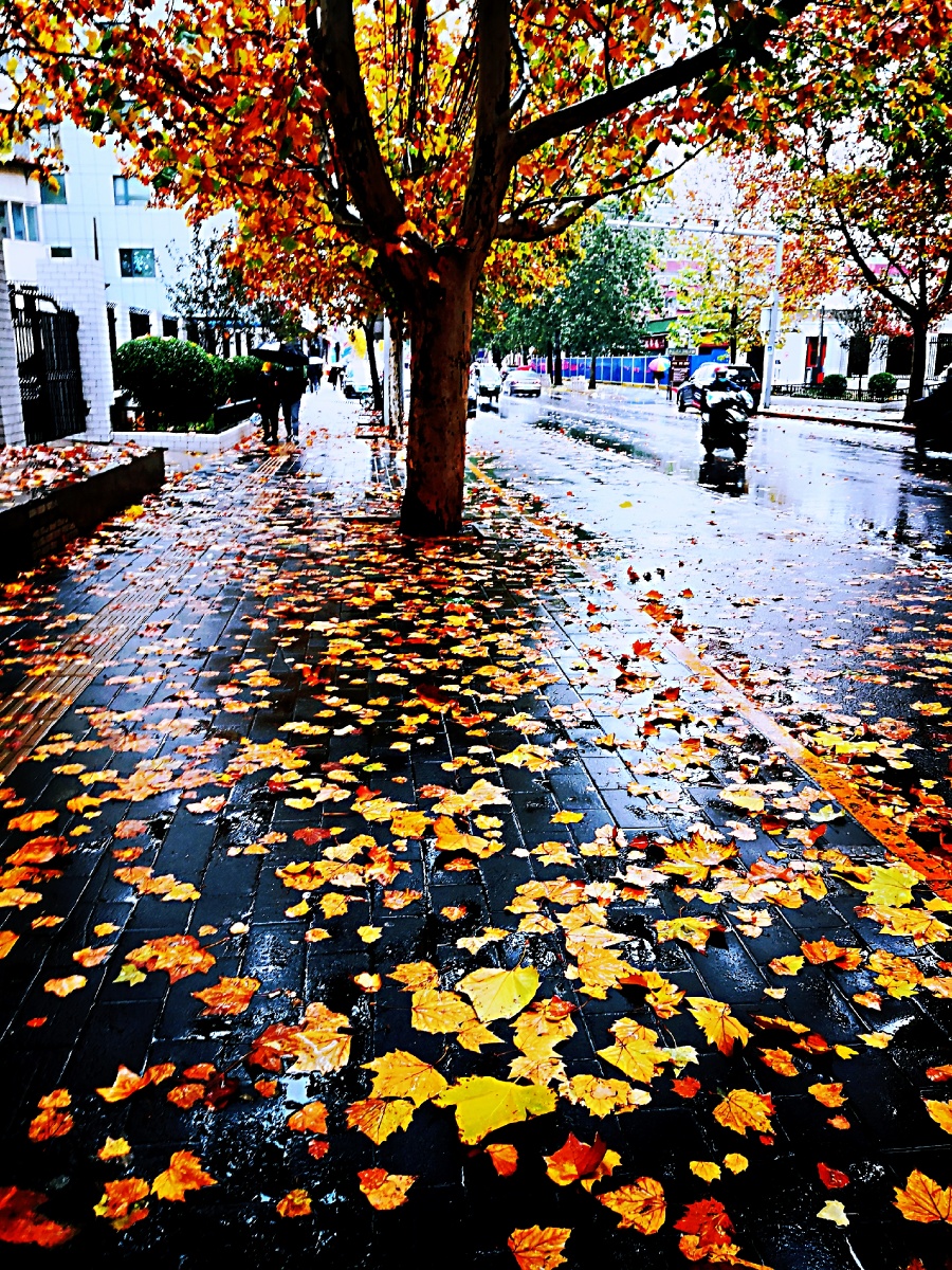 冬雨下秋叶落