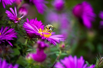IMG_5185-acr-ps-s.jpg