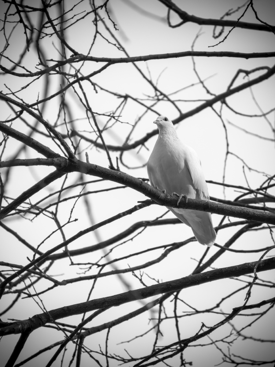 黑白鸽子 - 鲸歌jr - 图虫