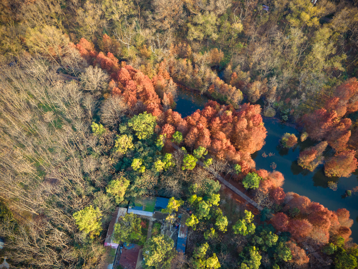 南京紫金山苜蓿园燕雀湖落羽杉秋色