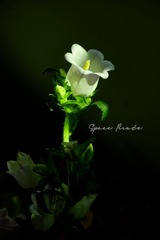 3412BD28-6AE0-4BE1-A4FB-FD0FA45D3532/L0/001