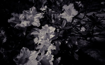 20090512-_DSC0002.jpg