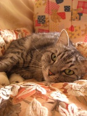 情人节的猫