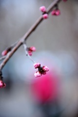 堪培拉秋天