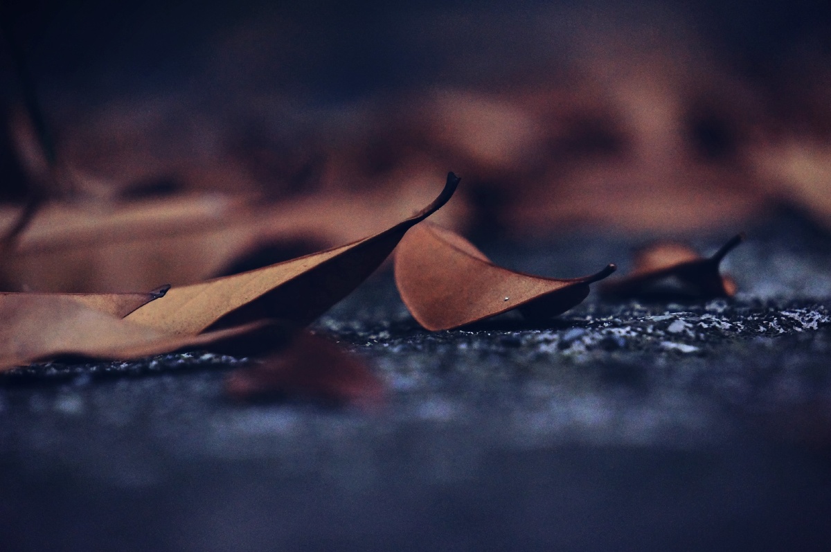 落叶- 清风中的风铃 - 图虫网 - 优质摄影师交流社区