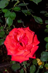 1447640D-C86F-41EF-A656-4F067D5B3D49/L0/001