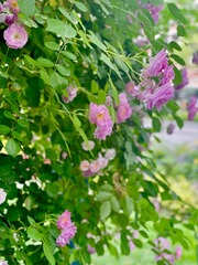 3852AEBB-2B8B-4F37-B1FD-D73FF1B86B14/L0/001