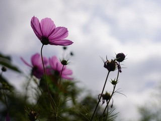 1E4D5D9E-3B6C-417A-9217-BE254F4FB25E/L0/001