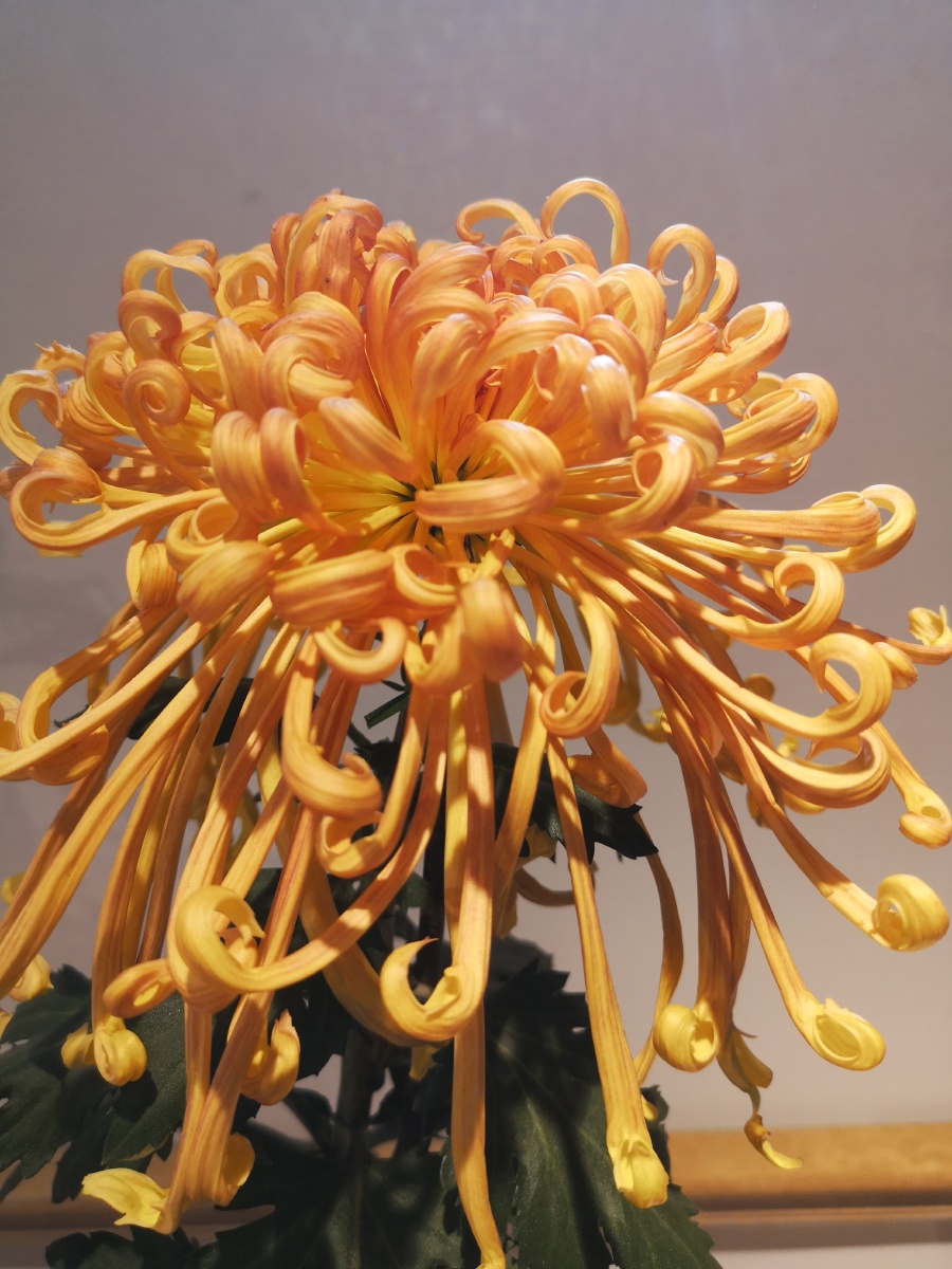 凤凰振羽中国菊花展