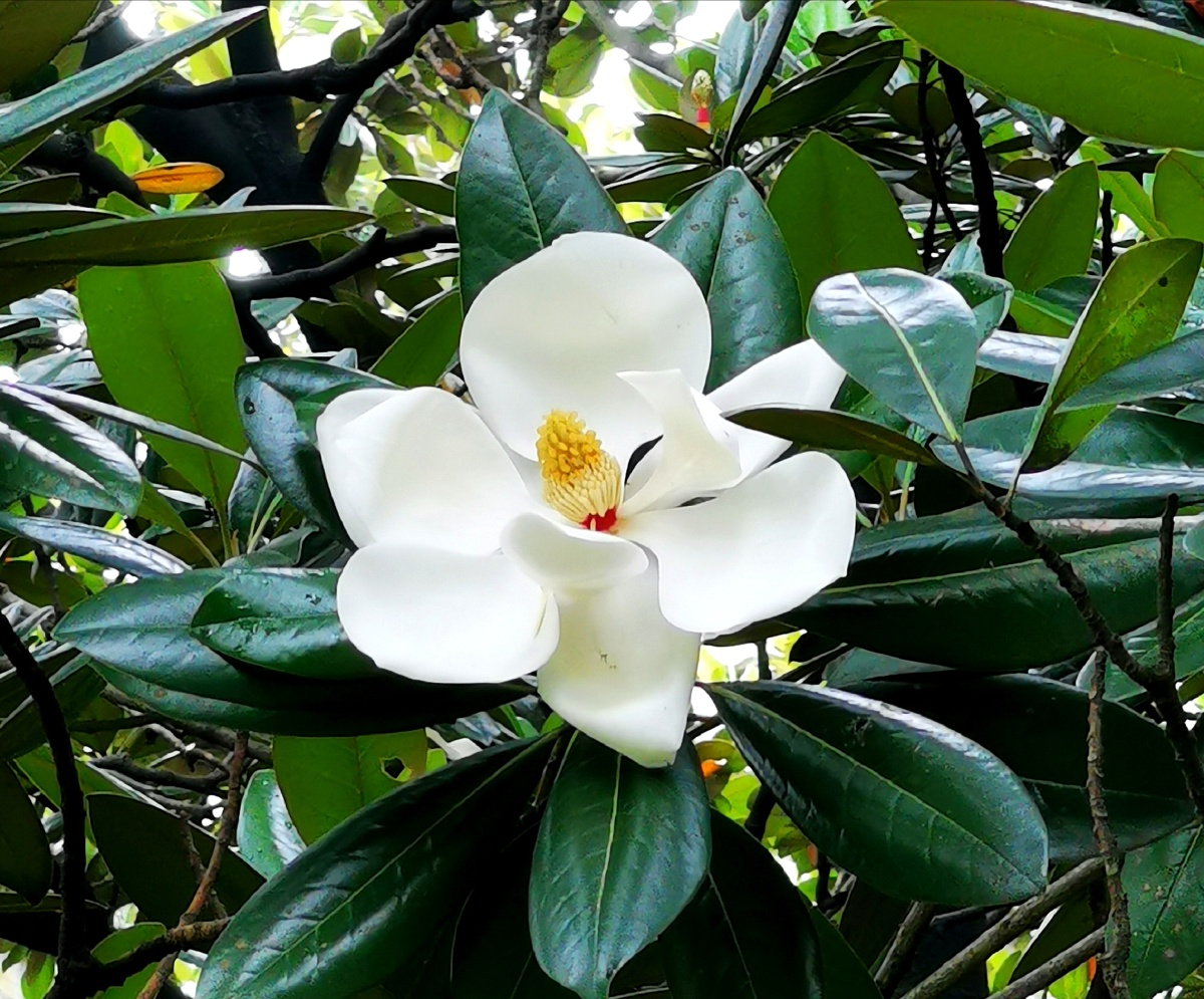 荷花玉兰广玉兰
