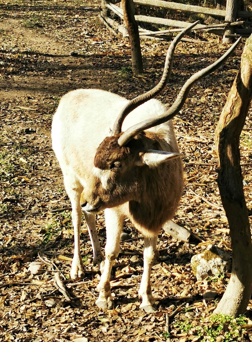 旋角羚频危物种
