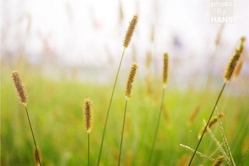 IMGP5223_